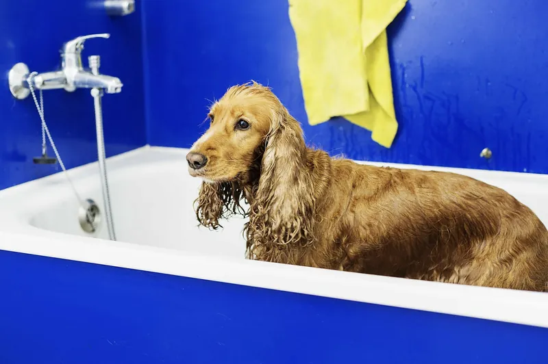 Cocker Spaniel in der Badewanne des Hundesalons