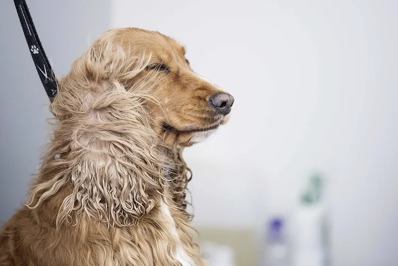 Cocker Spaniel beim Föhnen