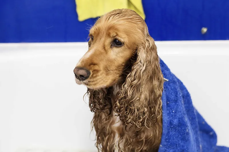 Cocker Spaniel mit nassem Fell nach dem Bad