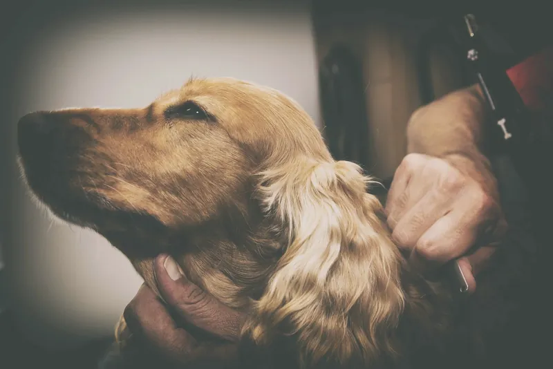 Ein Cocker Spaniel wird im Hundesalon gepflegt