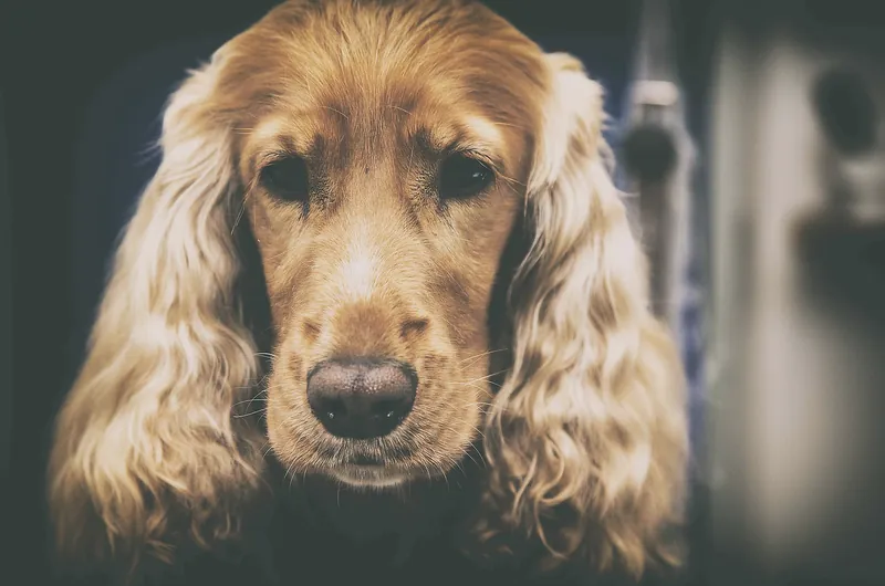 Cocker Spaniel nach der Fellpflege im Hundesalon Pudelwohl