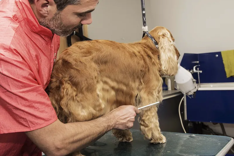 Hundefriseur schneidet das Fell eines Cocker Spaniels