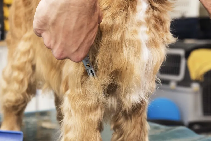 Fellpflege am Hals eines Cocker Spaniels
