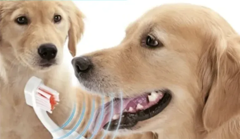 Zahnreinigung mit Ultraschall beim Hund